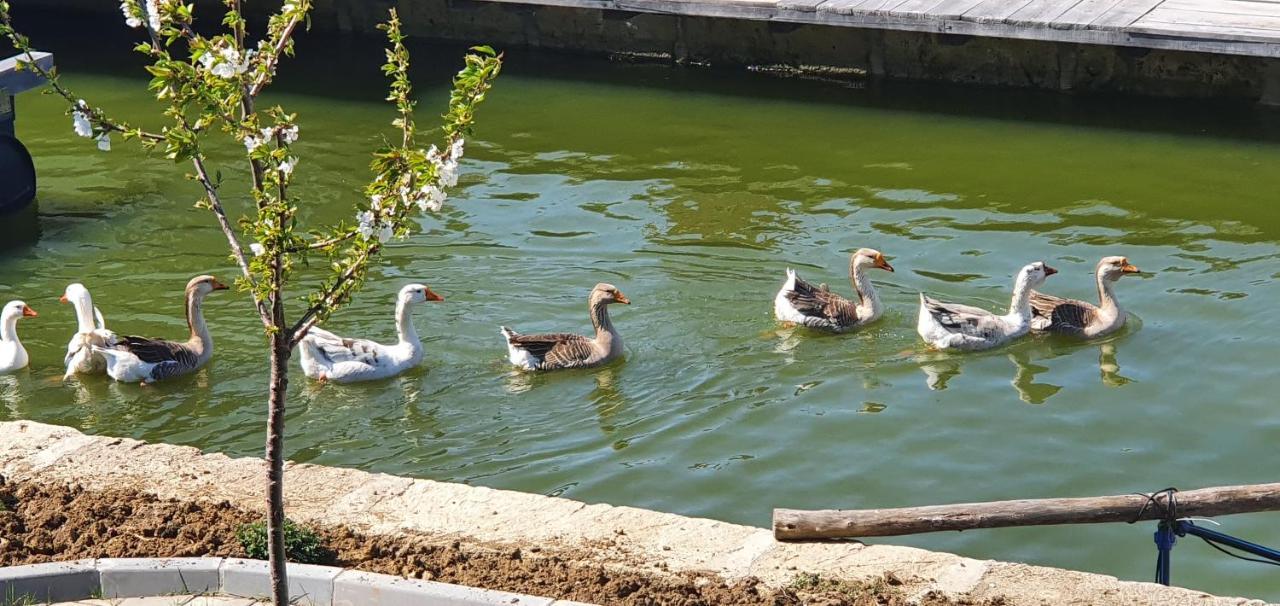 Apartmani Bojeresku Negotin Buitenkant foto